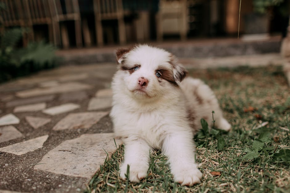 澳洲牧羊犬