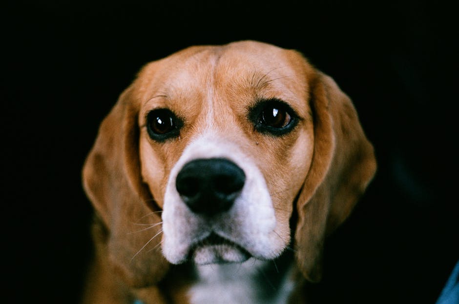 比高犬