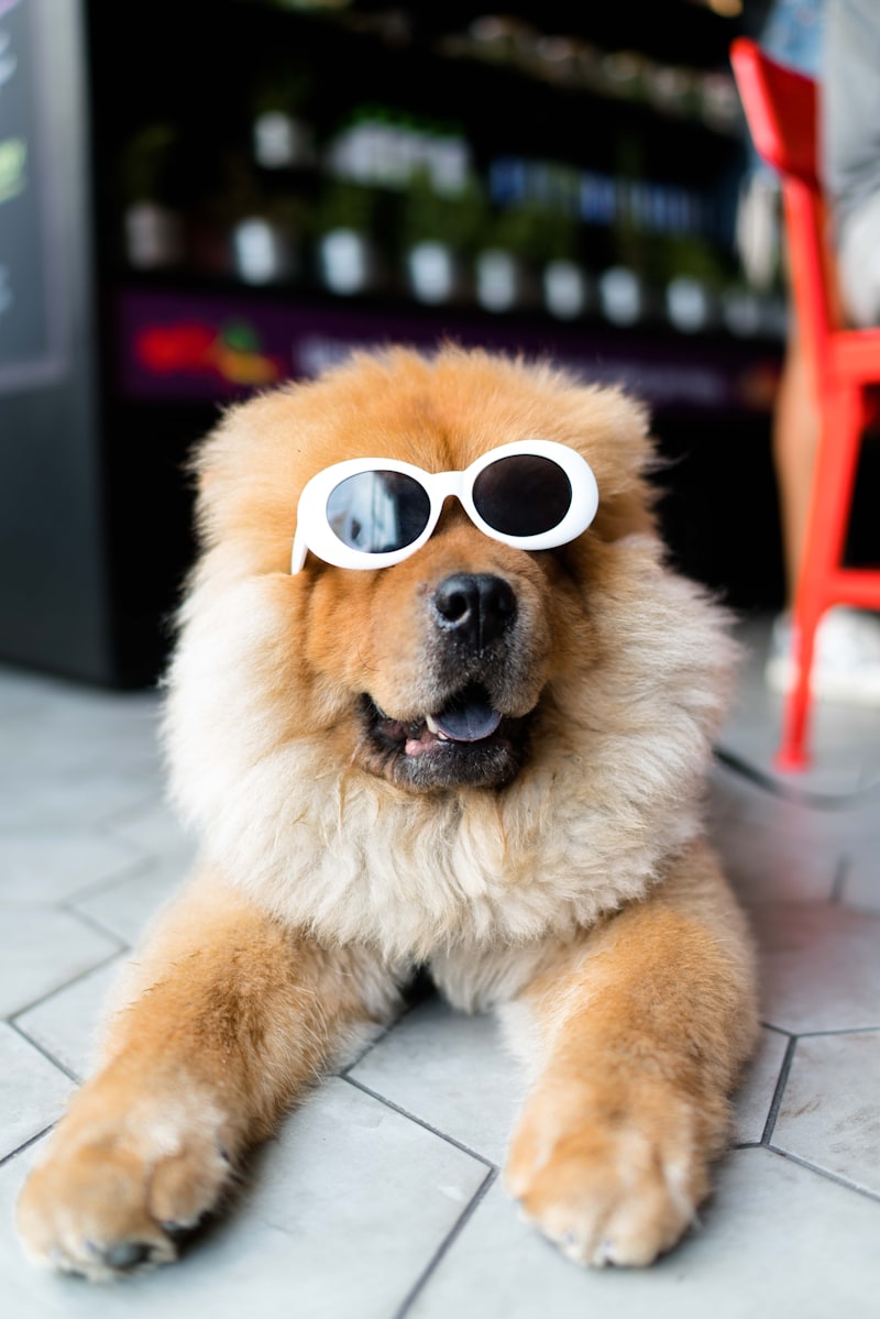 比高犬
