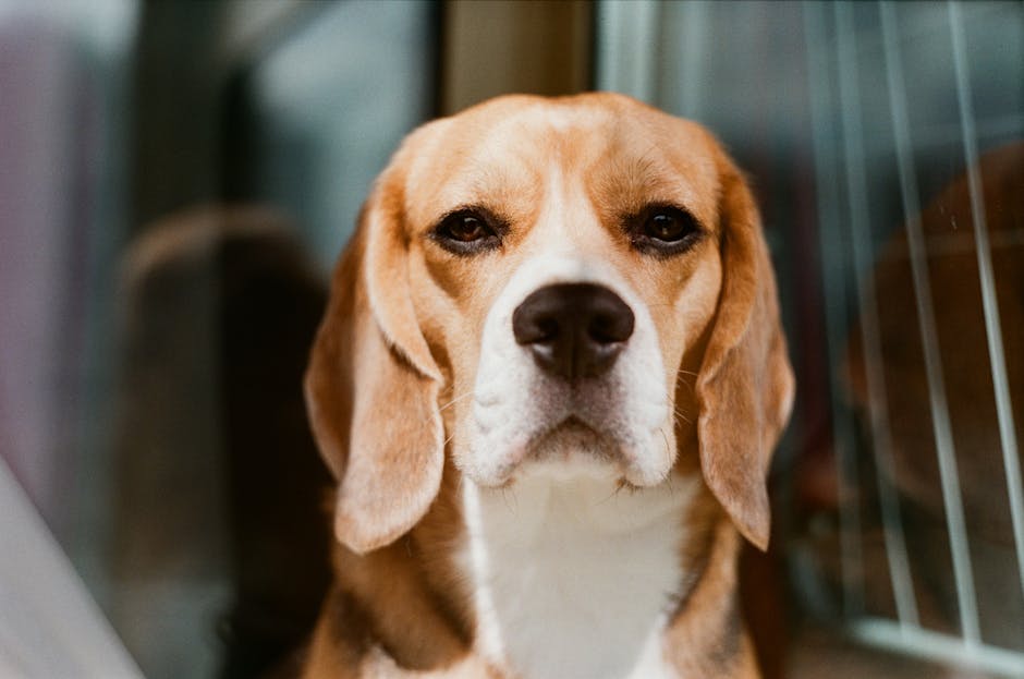 比高犬