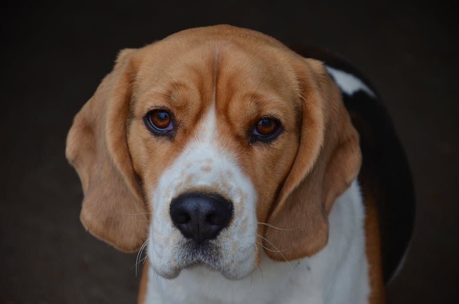 比高犬