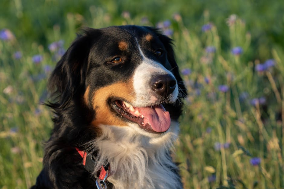 伯恩山犬