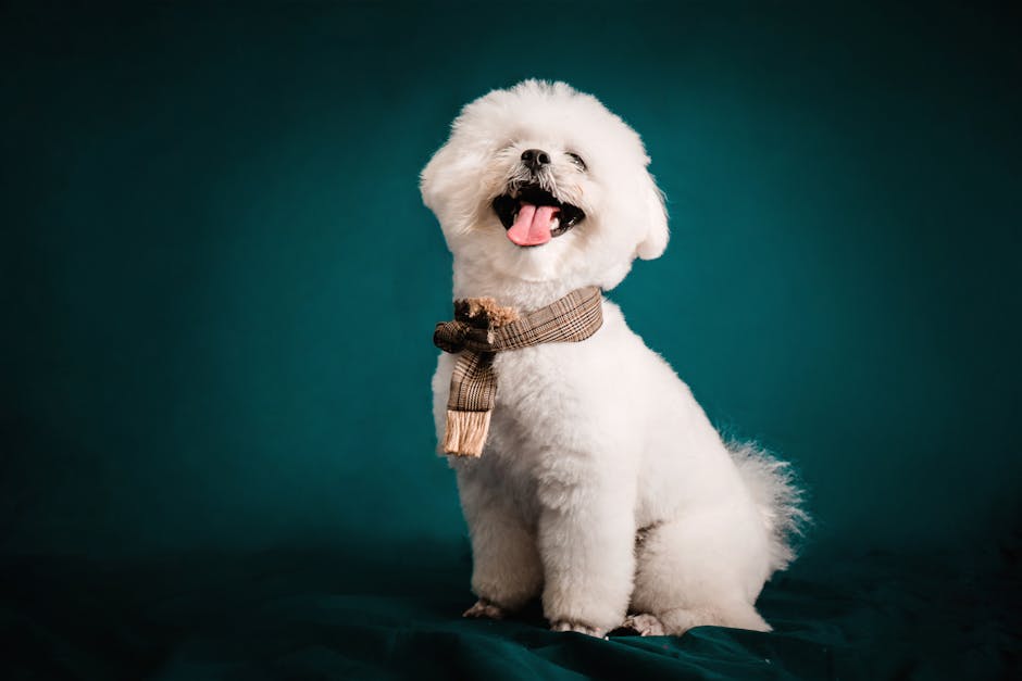 比熊犬