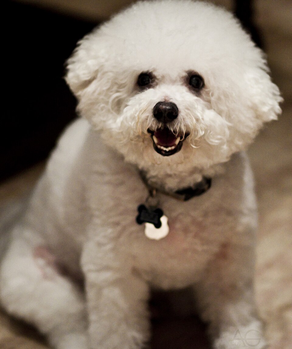 比熊犬