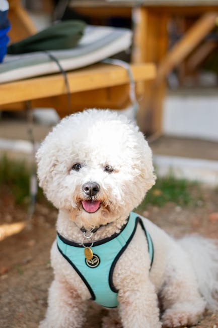 比熊犬