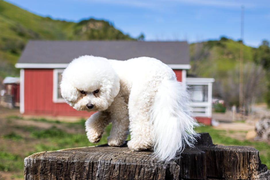 比熊犬