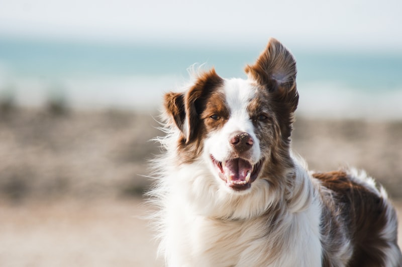 比熊犬