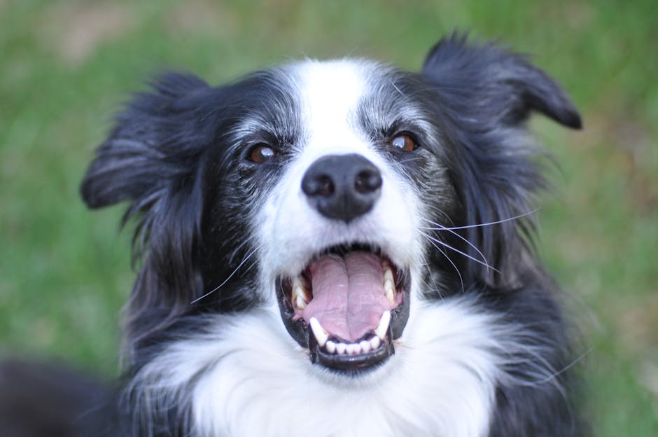邊境牧羊犬