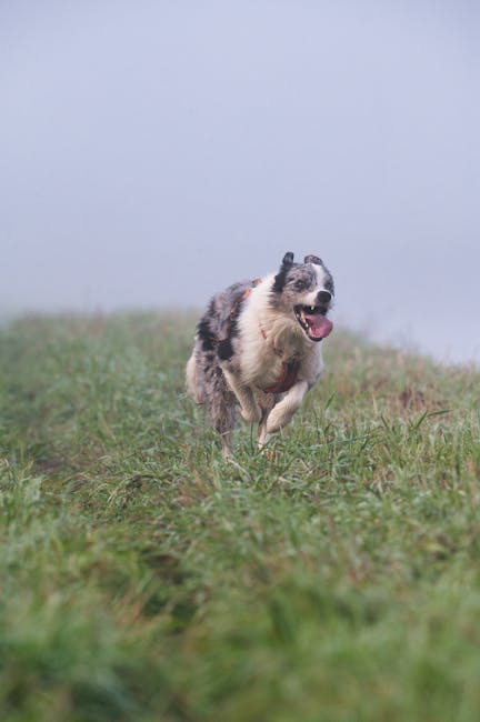 邊境牧羊犬