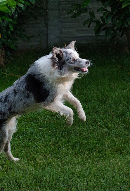 邊境牧羊犬