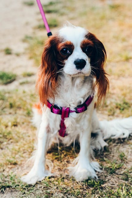 騎士查理王獵犬