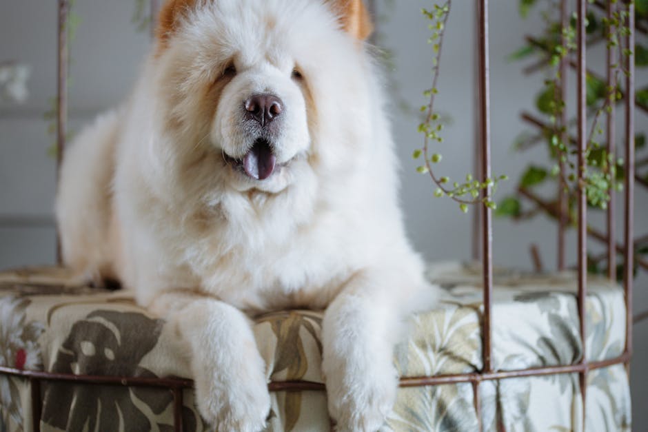鬆獅犬