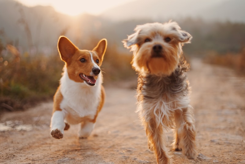 鬆獅犬