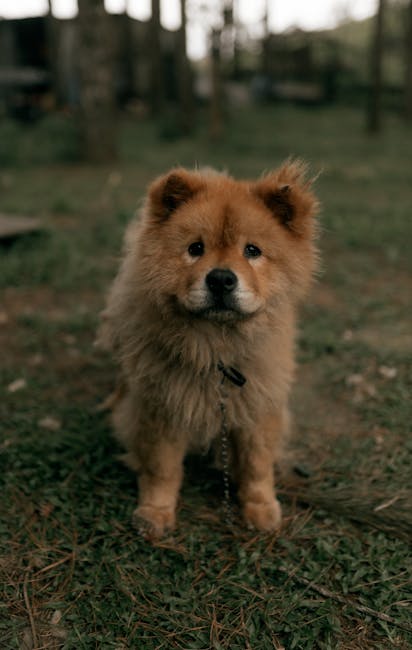 鬆獅犬