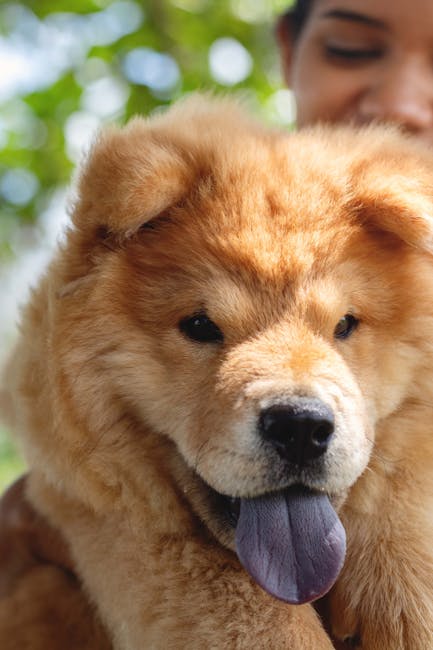 鬆獅犬