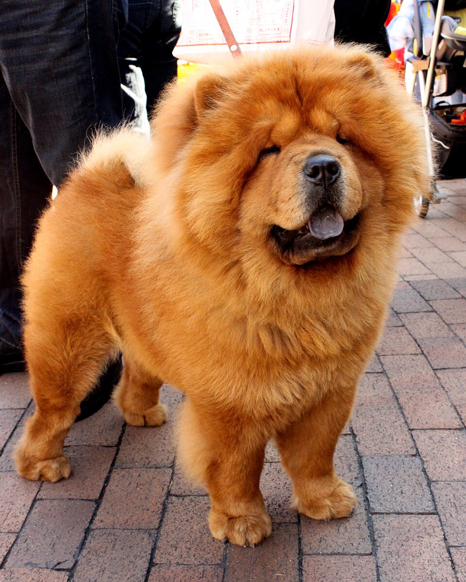 鬆獅犬