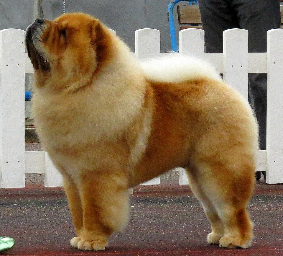 鬆獅犬