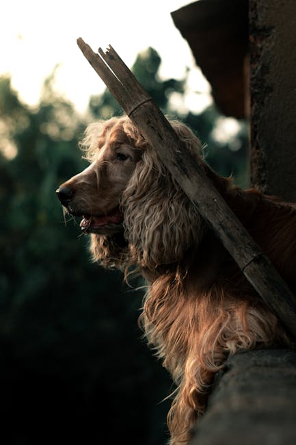 可卡犬