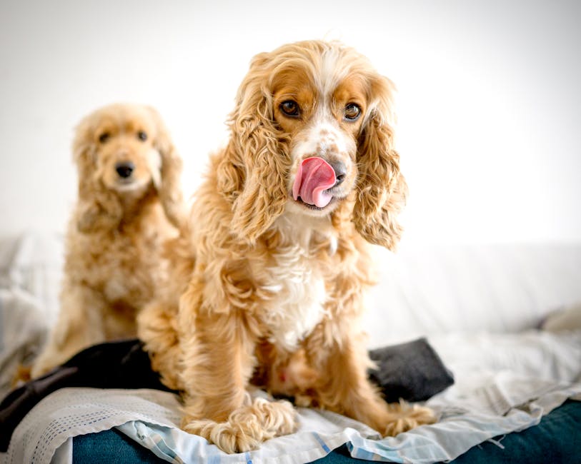 可卡犬