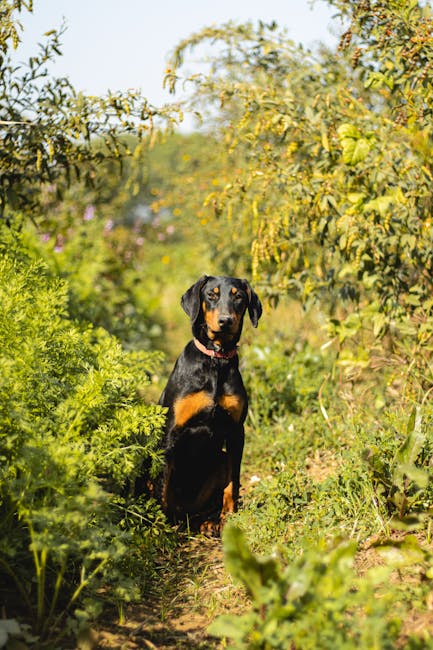 杜賓犬