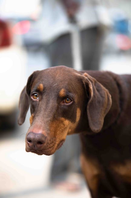 杜賓犬