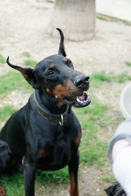 杜賓犬