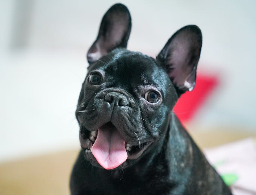 法國鬥牛犬