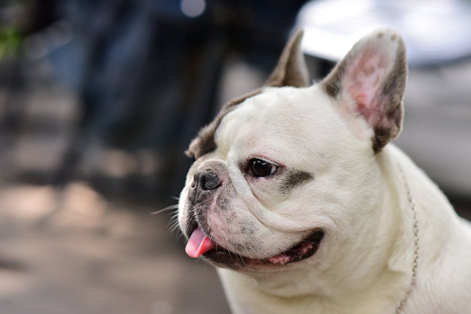 法國鬥牛犬