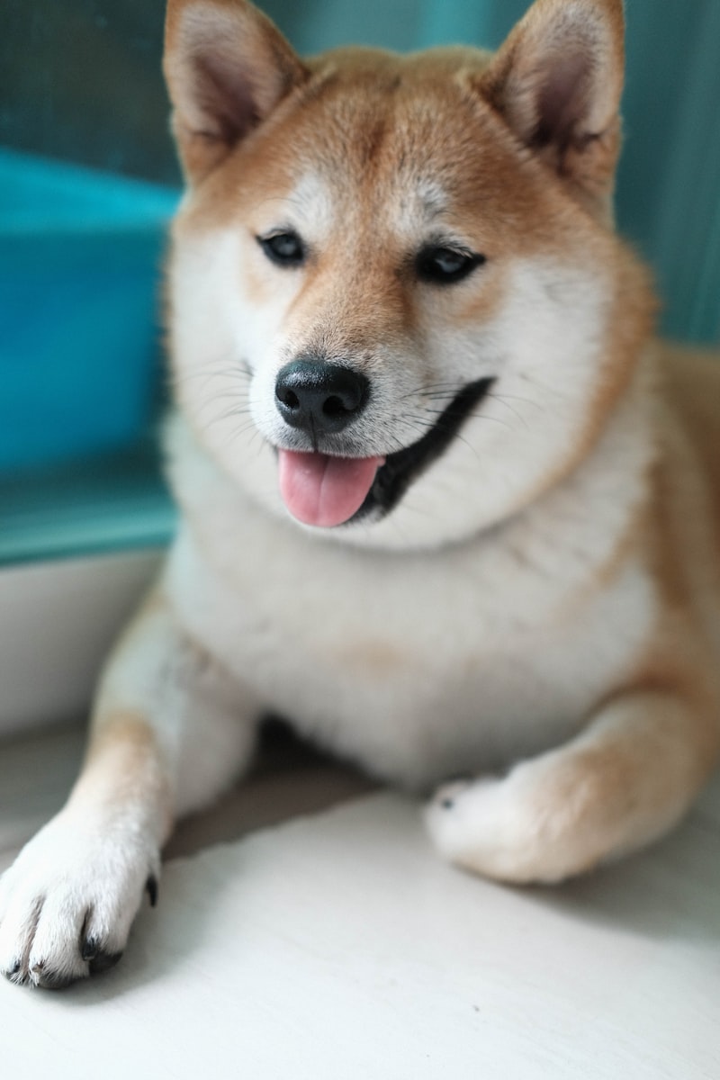 法國鬥牛犬