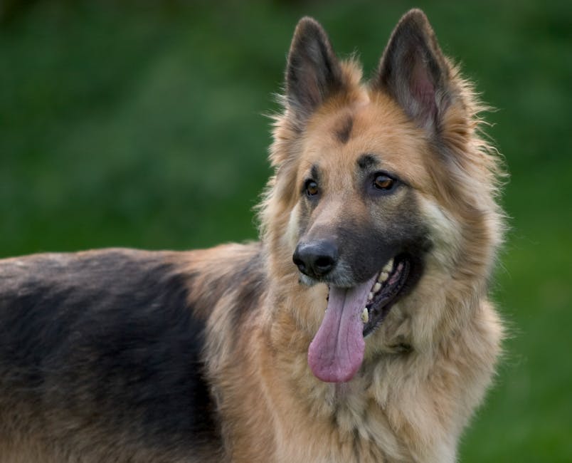 德國牧羊犬