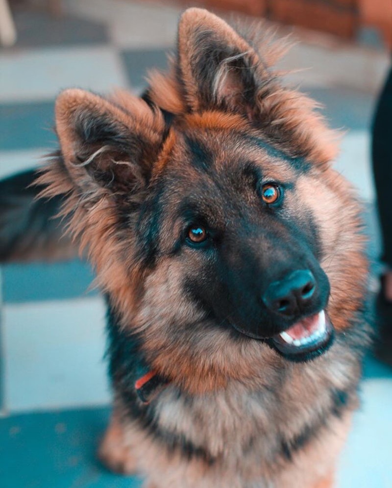德國牧羊犬