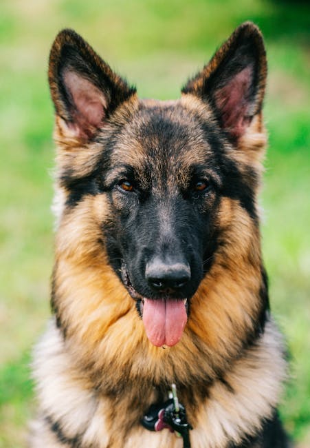 德國牧羊犬