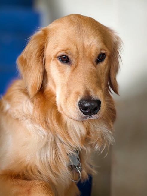 金毛尋回犬