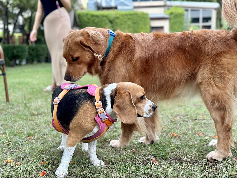 金毛尋回犬