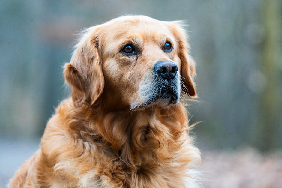 金毛尋回犬