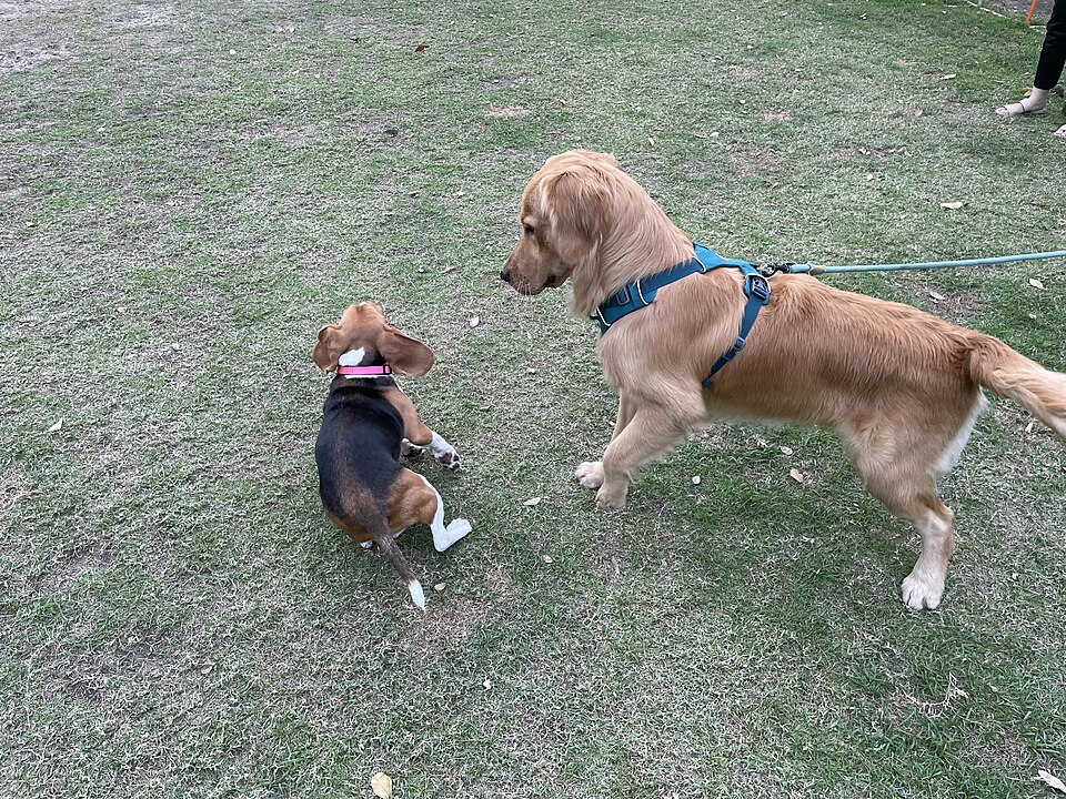 金毛尋回犬