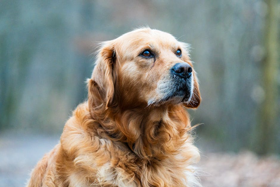 金毛尋回犬