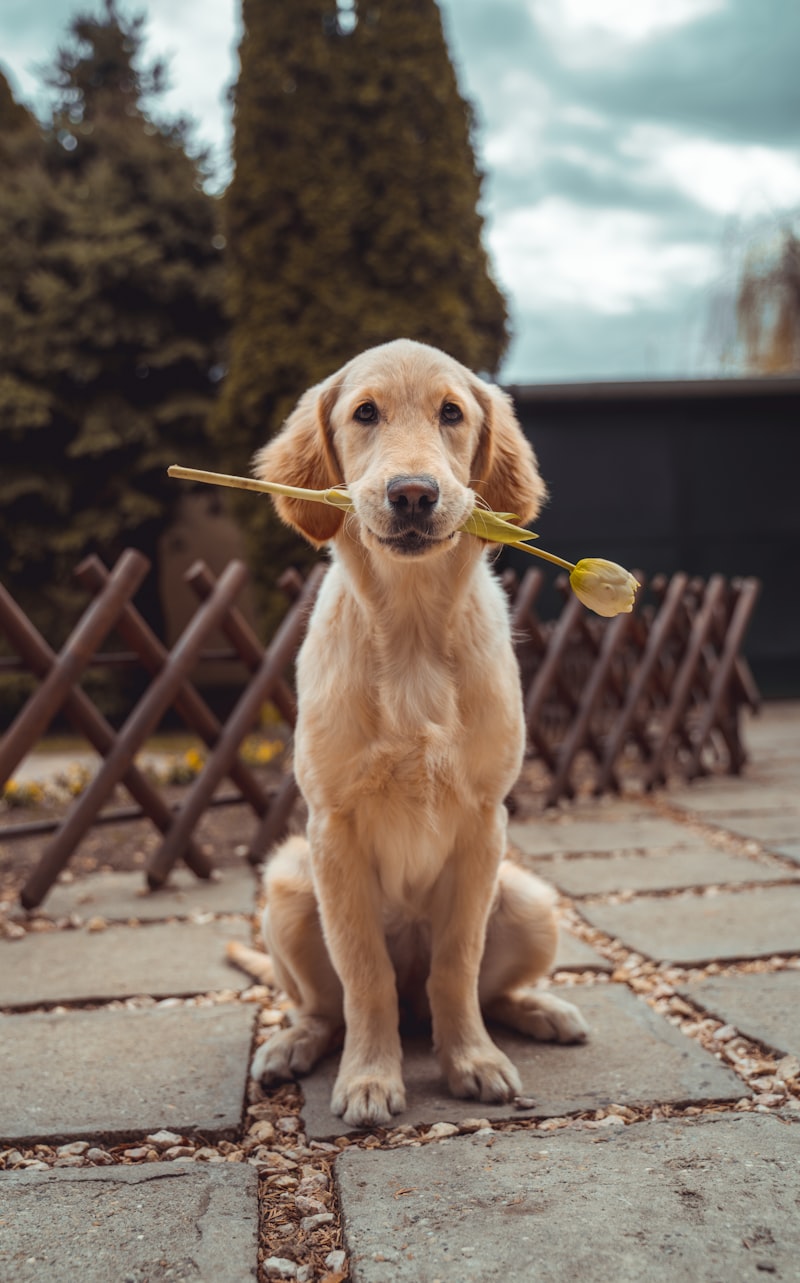 金毛尋回犬