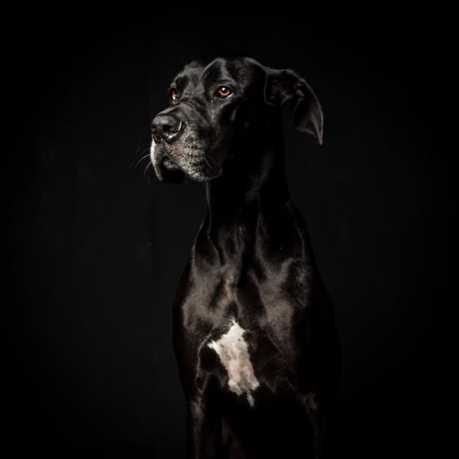 大丹犬