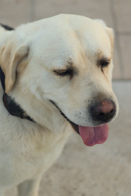 拉布拉多尋回犬