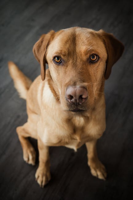 拉布拉多尋回犬