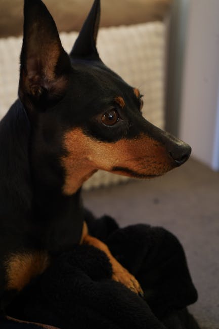 迷你品犬