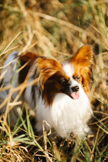 蝴蝶犬