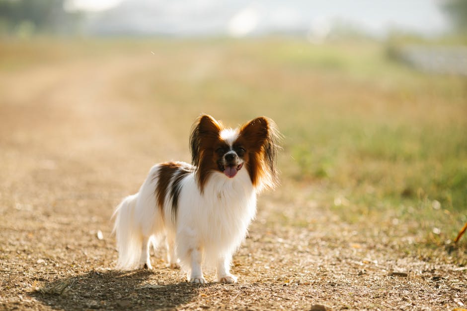 蝴蝶犬