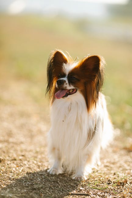 蝴蝶犬