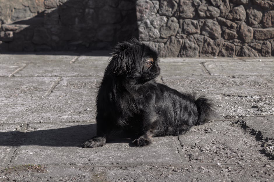 北京犬