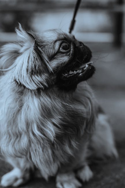 北京犬