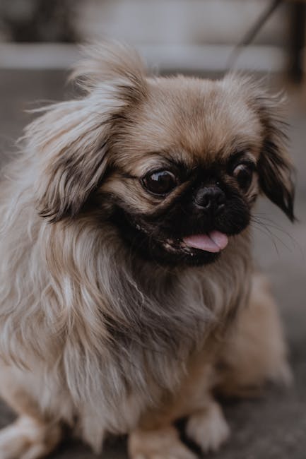 北京犬