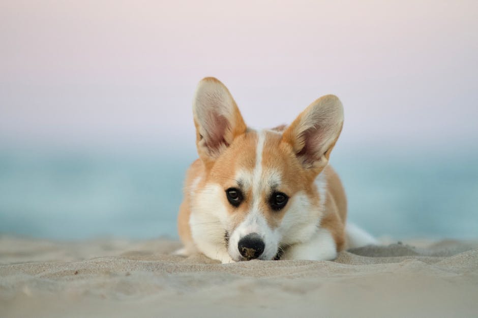 柯基犬