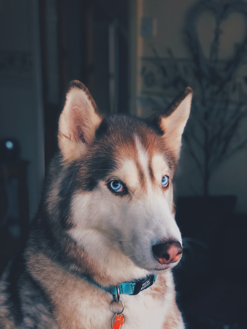 柯基犬
